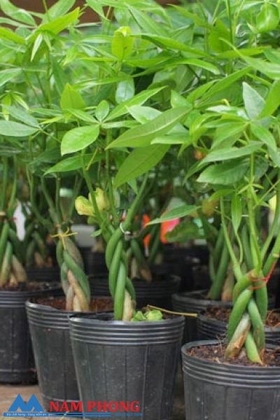 ĐỂ ĐÓN LỘC VÀ GIỮ TIỀN BẠC TRONG NHÀ, NÊN TRỒNG CÂY KIM NGÂN.